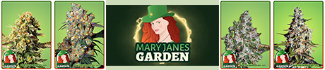 Mary Jane’s Garden has an outstanding reputation and significant customer loyalty when selling marijuana strains online, as per customer reviews